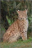 scheuer Einzelgänger... Eurasischer Luchs *Lynx lynx*