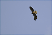 Überflug... Seeadler *Haliaeetus albicilla*