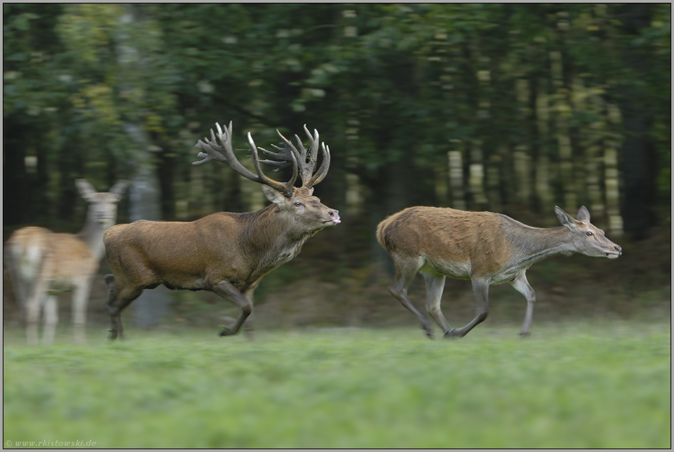 ich krieg' Dich... Rothirsch *Cervus elaphus*