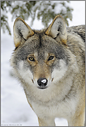 Wolfsaugen... Europäischer Wolf *Canis l. lupus*