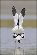 Symmetrie... Säbelschnäbler *Recurvirostra avosetta*