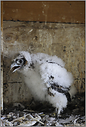 nach der Beringung... Wanderfalken-Nestling *Falco peregrinus*