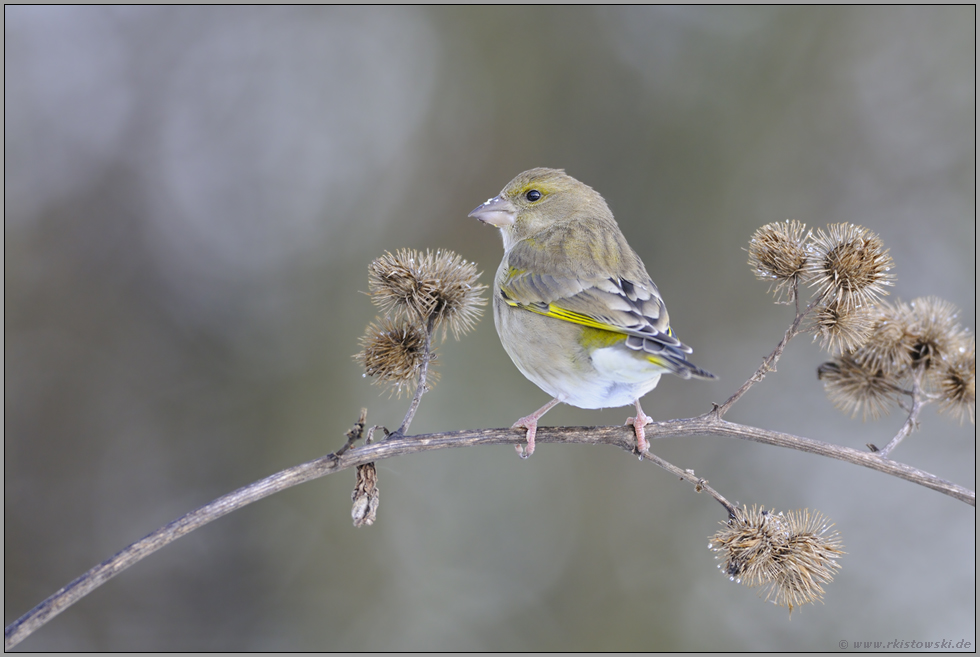 zwischen Kletten... Grünfink *Carduelis chloris*