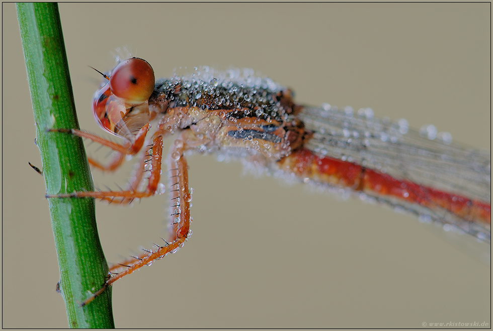 Portrait... Späte Adonislibelle *Ceriagrion tenellum*