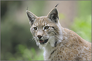 der Blick... Eurasischer Luchs *Lynx lynx*