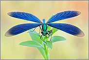 Helikopter... Blauflügel-Prachtlibelle *Calopteryx virgo*