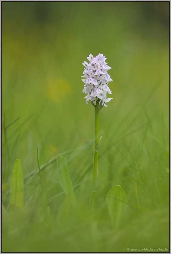 ganz in weiß... Geflecktes Knabenkraut *Dactylorhiza maculata*