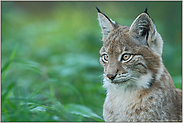 beobachtend...  Eurasischer Luchs *Lynx lynx*