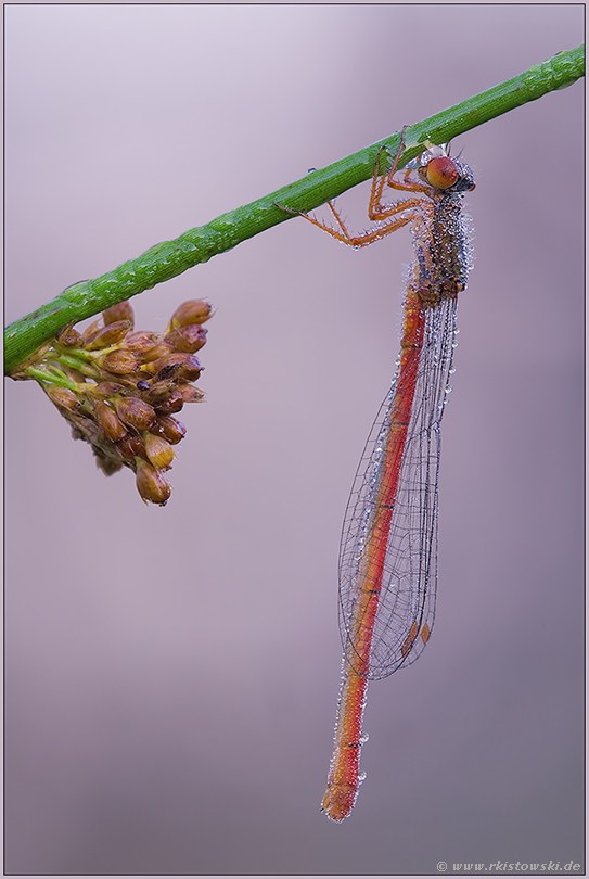 klassisch... Späte Adonislibelle *Ceriagrion tenellum*