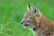 aufmerksam...  Eurasischer Luchs *Lynx lynx*