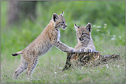 verspielt... Eurasischer Luchs *Lynx lynx*