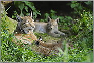 säugend... Eurasischer Luchs *Lynx lynx*