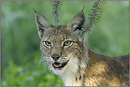 in Deckung... Eurasischer Luchs *Lynx lynx*