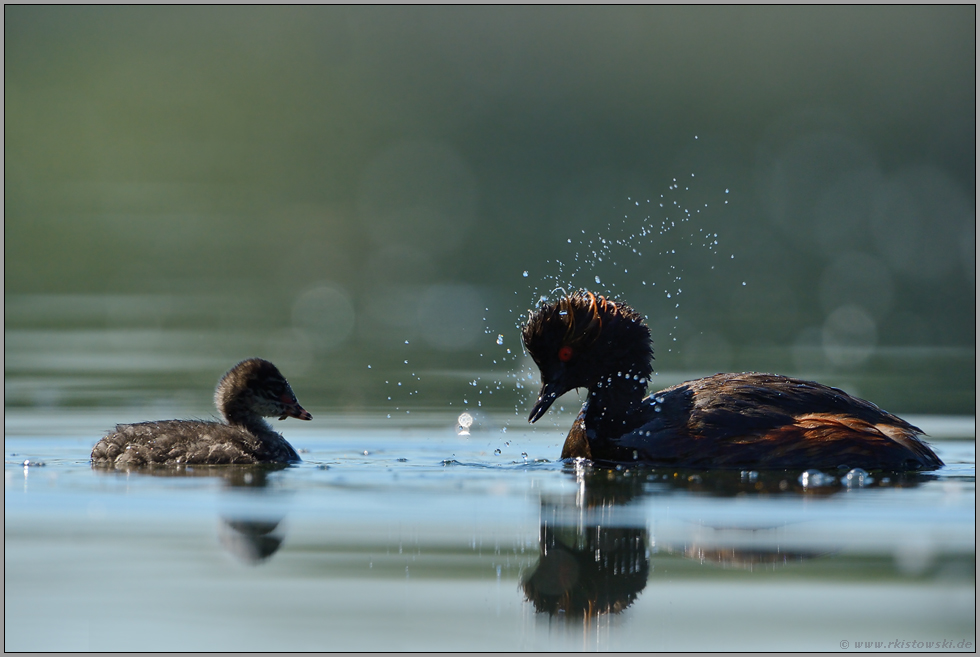schwieriges Licht... Schwarzhalstaucher *Podiceps nigricollis*