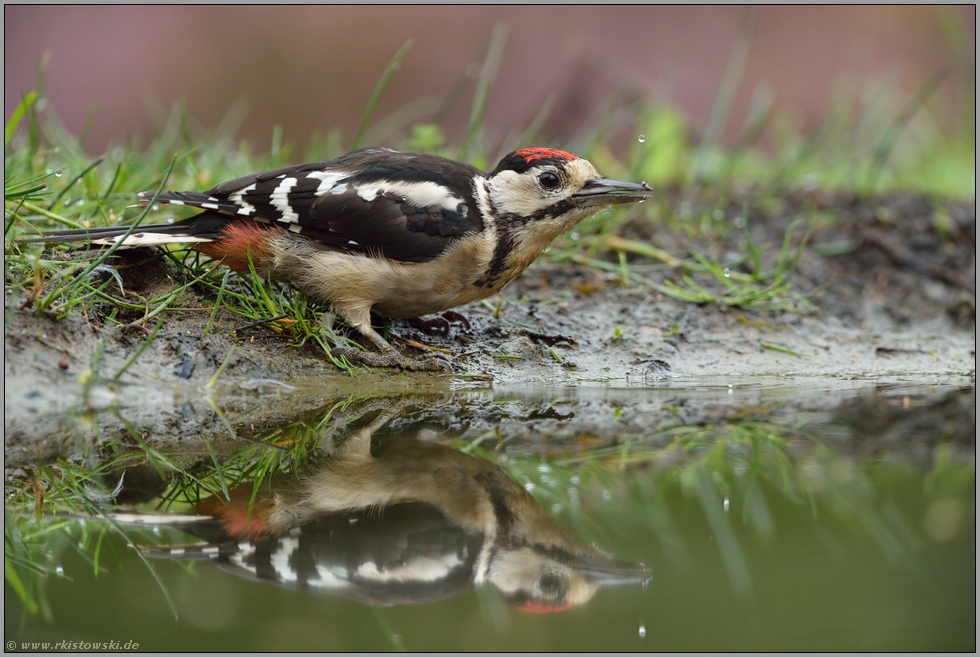 Schluckspecht... Buntspecht *Dendrocopos major*