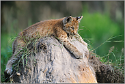 kurze Pause... Eurasischer Luchs *Lynx lynx*