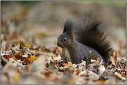 im Herbstlaub... Europäisches Eichhörnchen *Sciurus vulgaris*