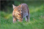 Jungluchs unterwegs... Eurasischer Luchs *Lynx lynx*