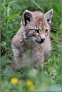 auf Entdeckungstour... Eurasischer Luchs *Lynx lynx*