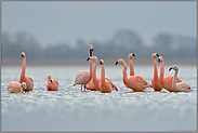 Licht... Flamingos *Phoenicopterus spec.*