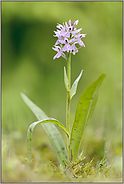 in voller Blüte... Geflecktes Knabenkraut *Dactylorhiza maculata*