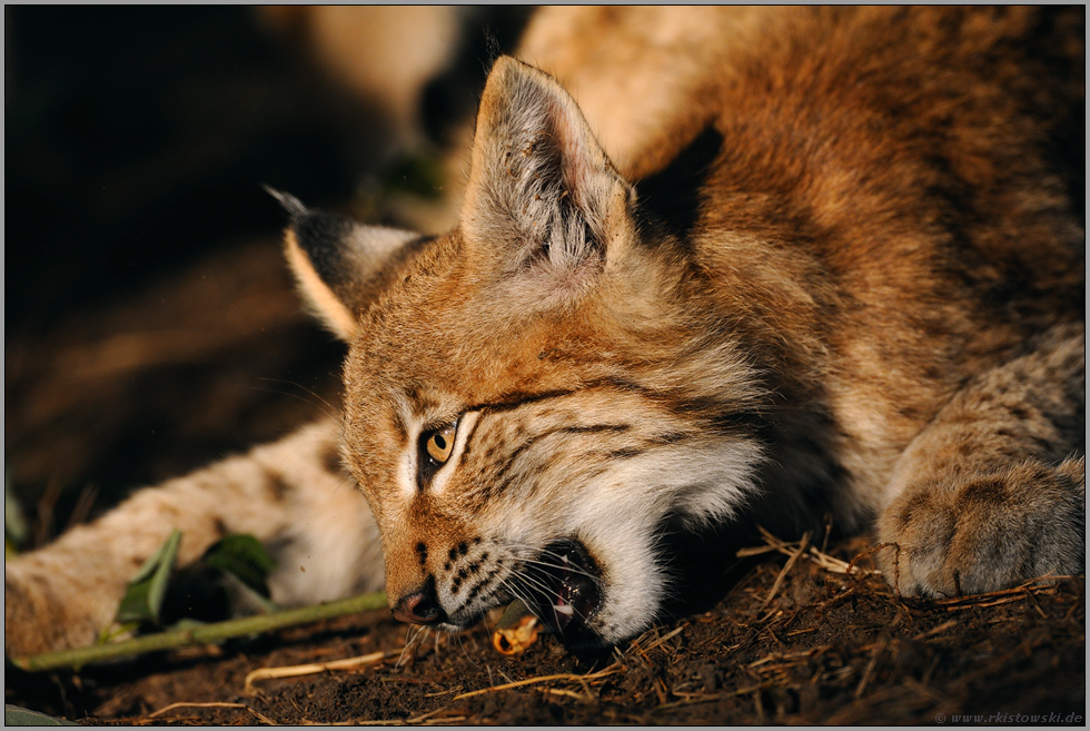 Knabberspass... Eurasischer Luchs *Lynx lynx*