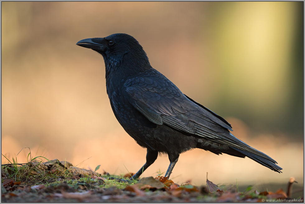 schwarzer Vogel...Rabenkrähe *Corvus corone*