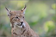 soft... Eurasischer Luchs *Lynx lynx*