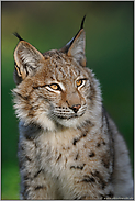 der Kuder... Eurasischer Luchs *Lynx lynx*