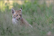 zähneschleckend... Euraischer Luchs *Lynx lynx*
