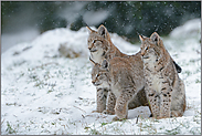 Dreierbande... Eurasischer Luchs *Lynx lynx*