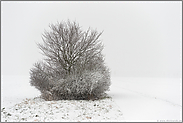 Feldrandgebüsch im Schneetreiben... Meerbusch *Nordrhein-Westfalen*