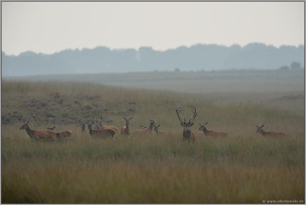 der Herr und sein Rudel... Rotwild *Cervus elaphus*