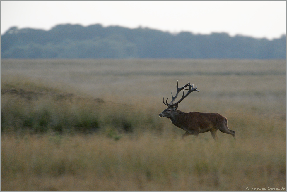 Kraftakt... Rothirsch *Cervus elaphus*