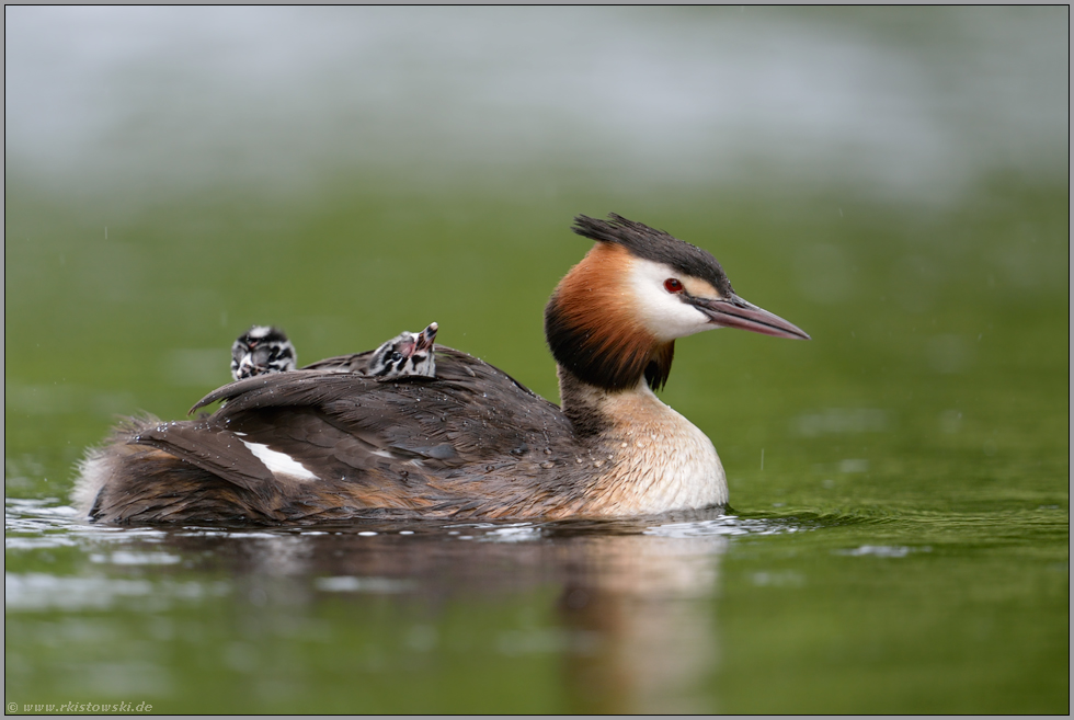 nach dem Regen... Haubentaucher *Podiceps cristatus*