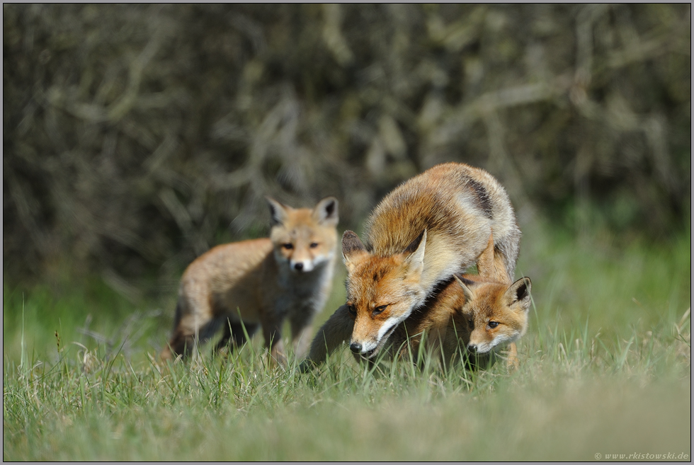 Fuchsfamilie... Rotfuchs *Vulpes vulpes*