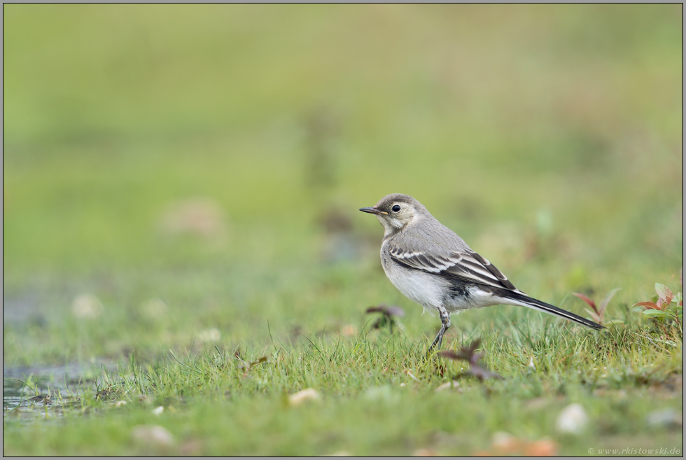 am Wasser... Bachstelze *Motacilla alba*