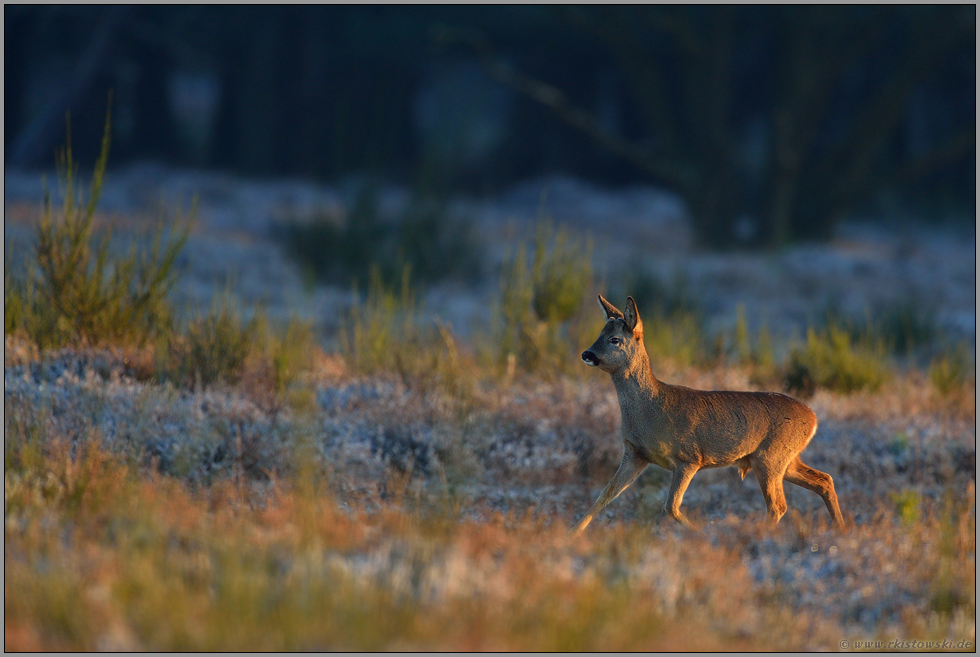 zielstrebig... Reh *Capreolus capreolus*