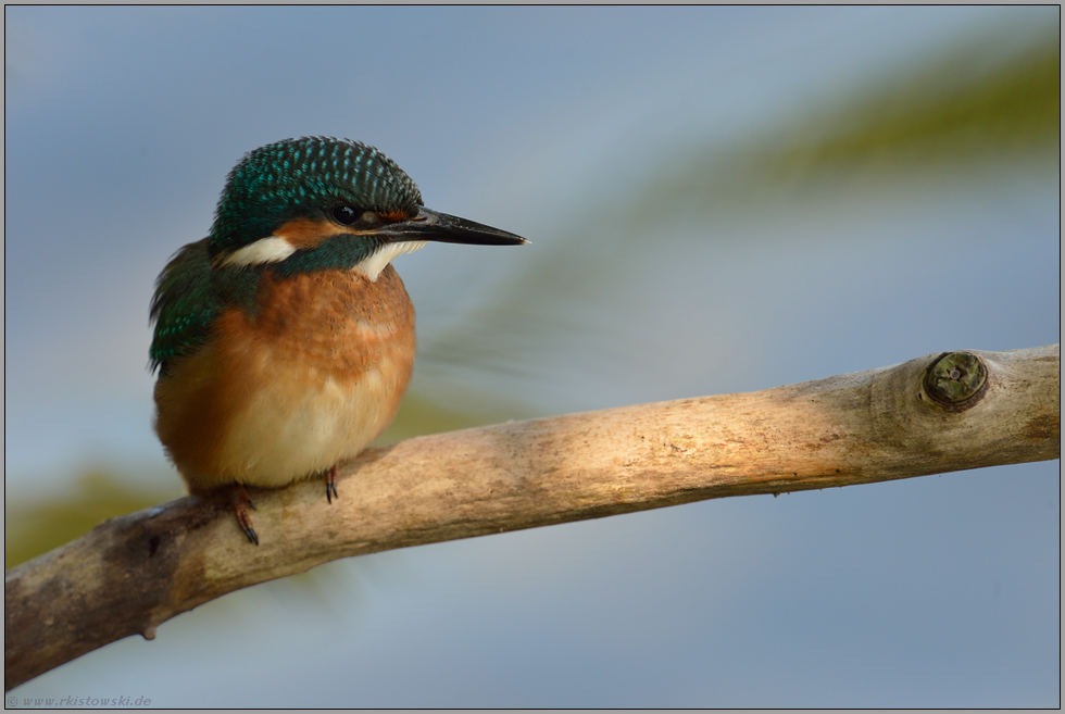 Jungvogel... Eisvogel *Alcedo atthis*