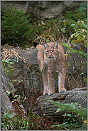im Luchsrevier... Eurasischer Luchs *Lynx lynx*