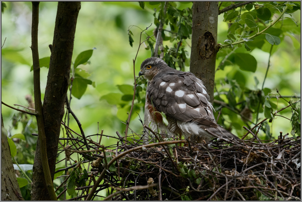 weiße Flecken im Deckgefieder... Sperber *Accipiter nisus*