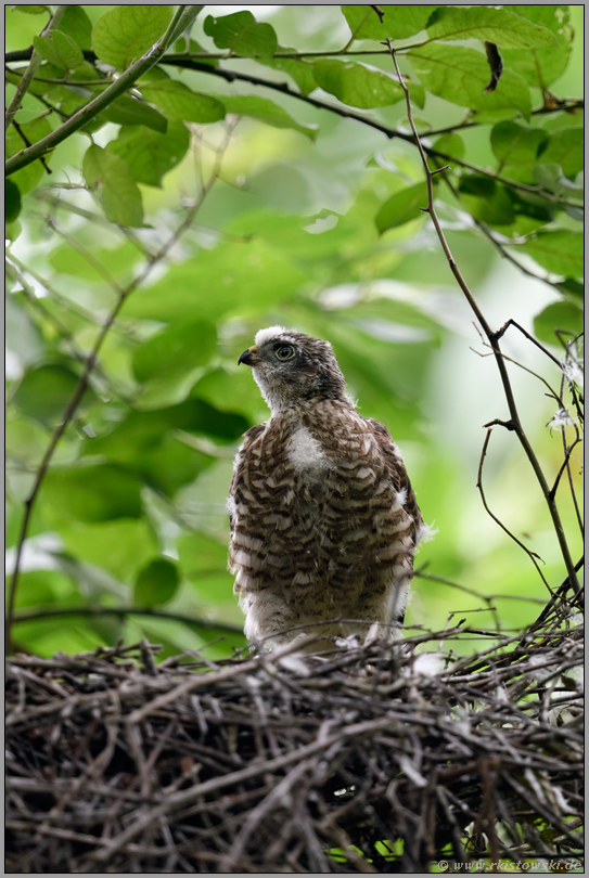 langer Hals... Sperber *Accipiter nisus*