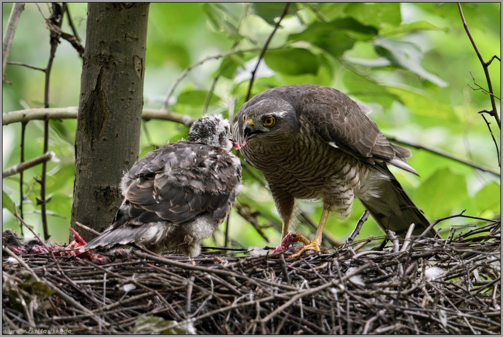 es wird immer noch gefüttert... Sperber *Accipiter nisus*