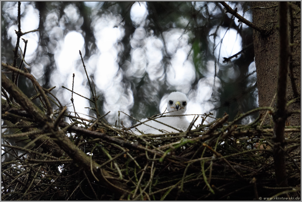 spät d'ran... Sperberküken *Accipiter nisus*