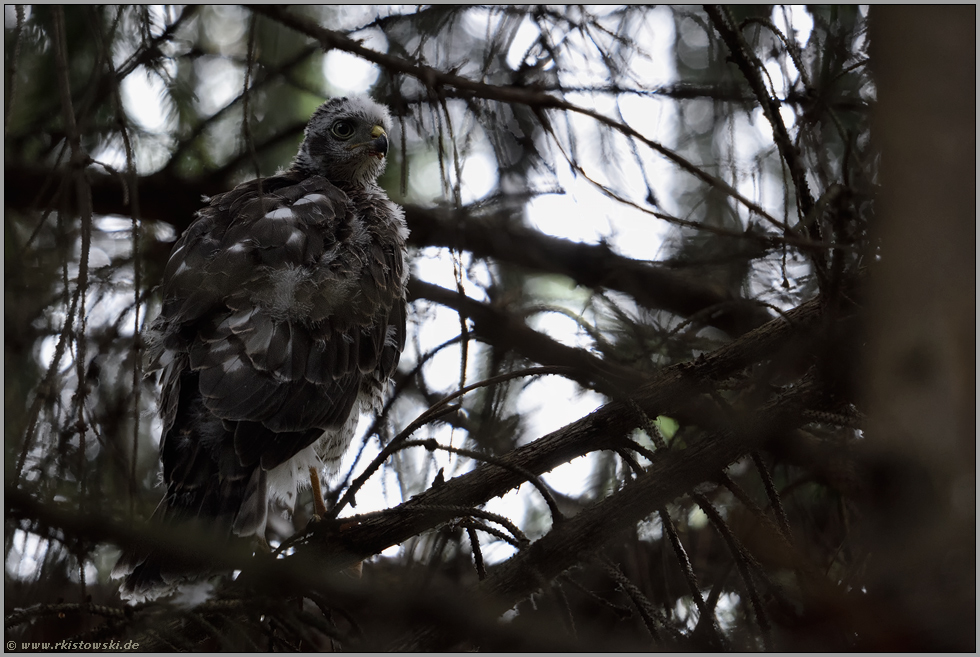 ihr erster Ausflug... Sperber *Accipiter nisus*