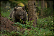 in den Blaubeeren... Europäischer Braunbär *Ursus arctos*