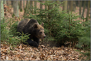 durch's Unterholz... Europäischer Braunbär *Ursus arctos*