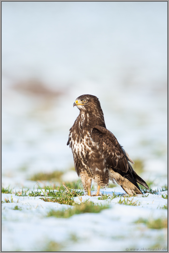 hab' acht... Mäusebussard *Buteo buteo*
