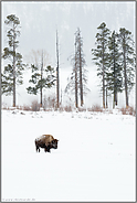 in der Weite der Landschaft... Amerikanischer Bison *Bison bison*