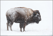 im Schneesturm... Amerikanischer Bison *Bison bison*